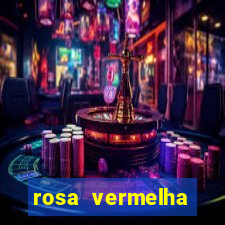 rosa vermelha (letra e cifra)